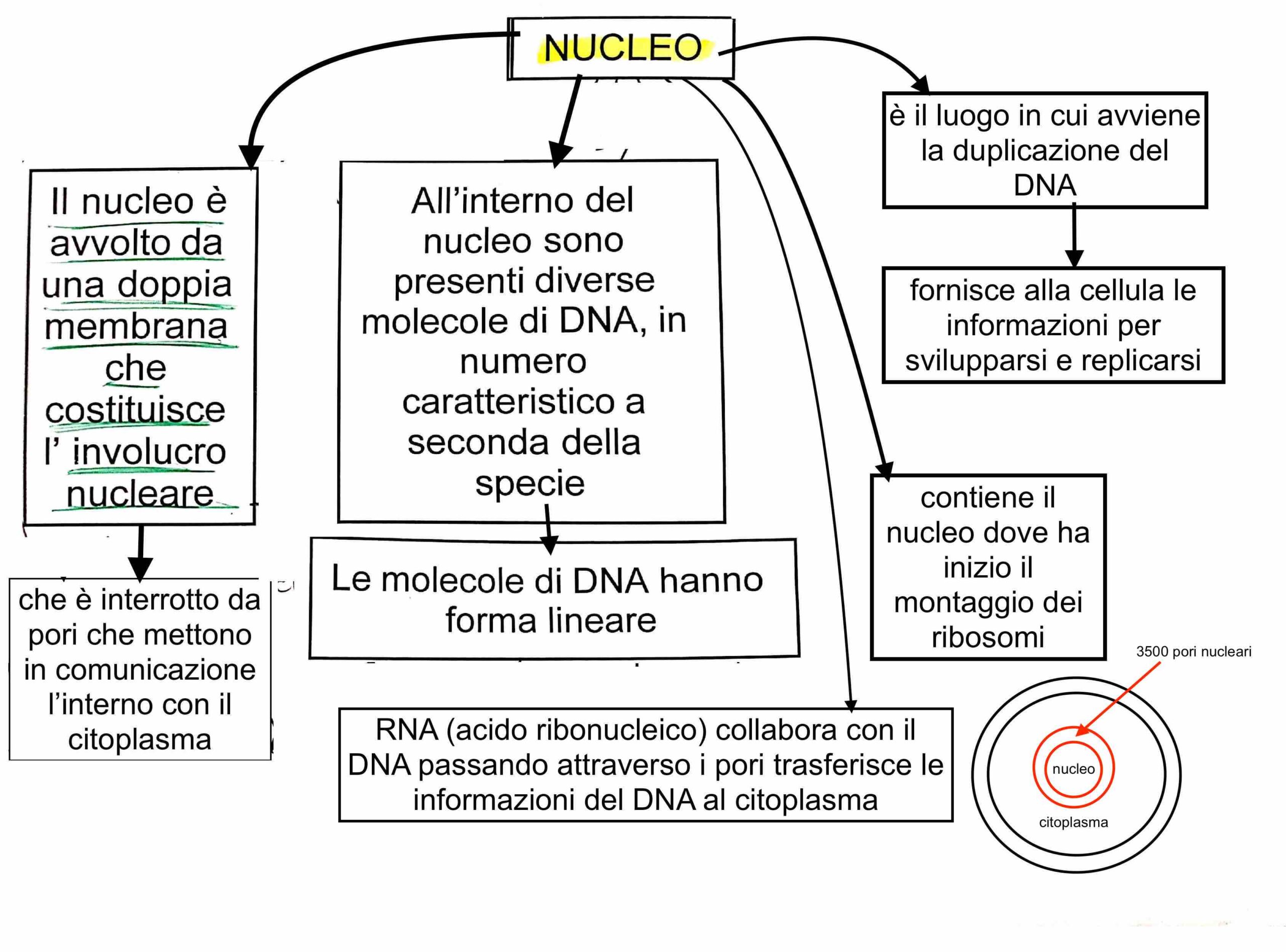 DNA - il nucleo